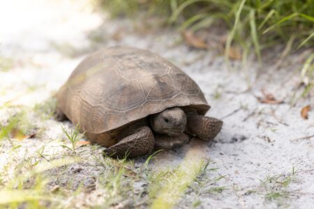 article image - GopherTortoise